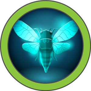 Cicada